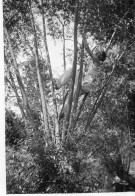 Photo Vintage Paris Snap Shop - Homme Men  Arbre Tree Perché - Anonymous Persons