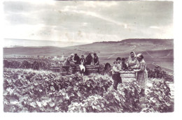 51 - REIMS - PAYSAGE CHAMPENOIS - GROUPE DE VENDANGEURS  -  - Reims