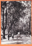 38898 / ⭐ MAZAMET 81-Tarn ● Les Allées De Platanes Du Jardin Public 1950s ● Photo-Bromure APA-POUX 4 - Mazamet