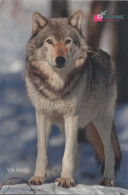 Canis Lupus, Wolf, Polygraphic, Czech Rep. 2024, 60 X 90 Mm - Tamaño Pequeño : 2001-...