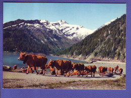 73 - LE BEAUFORTIN - LAC De SAINT GUÉRIN Et La POINTE De RION - VACHE EN TRANSHUMANCE -  - Other & Unclassified