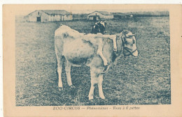 ZOO CIRCUS   Phénomènes  VEAU A SIX PATTES - Altri & Non Classificati