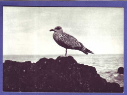 OISEAUX De MER -  - Birds