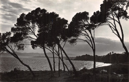 06-LA COTE D AZUR LES PINS PARASOLS-N°5138-C/0325 - Altri & Non Classificati