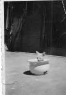 Photo Vintage Paris Snap Shop -chaton Kitten  - Other & Unclassified