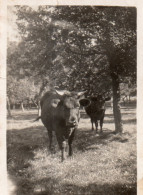 Photo Vintage Paris Snap Shop - Le Taureau Sauvage Forêt - Other & Unclassified