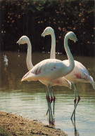 44 LE LOROUX BOTTEREAU ZOO DE LA CHATAIGNERAIE - Andere & Zonder Classificatie