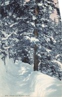 SUISSE - Wehrli A G - Kilchberg Zurich - Une Allée Dans La Neige - Forêt - Carte Postale - Kilchberg