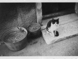 Photo Vintage Paris Snap Shop -chat Cat - Andere & Zonder Classificatie