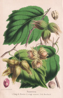 Noisetiers - Long De Dowton - Rouge Commun - De Burchard - Hazelnut Hasel Haselnuss Nuss Nut / Flower Blume Fl - Estampas & Grabados