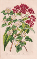 Spiraea Callosa - Spirea Blumei - Japan / Spiere Spirea Meadowsweets Steeplebushes / Flower Blume Flowers Blum - Stampe & Incisioni