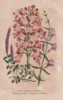 Orchis Militaris Var. Iodocranus - Hemiandra Pungens - Polygonum Vacciniifolium - Orchidee Orchid / Australia - Stampe & Incisioni