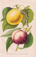 Abricot Comice De Toulon - Brugnon De Zelhem - Aprikose Marille Apricot / Obst Fruit / Pomologie Pomology / Pf - Estampas & Grabados