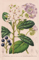 Raphiolepis Japonica - Cosmanthus Grandiflorus - Japan / Weißdolde / California Kalifornien / Duftblüte / Fl - Estampes & Gravures