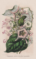 Tumponanthe Suberosa - Grevillea Lavandulacea - Lavender Grevillea / Australia Australien / Flower Blume Flowe - Prints & Engravings