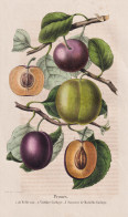 Prunes - De Belle Vue - Victoire Gahoye - Souvenir De Mathilda Gathoye - Prunus Pflaume Plum Pflaumen Plums / - Estampes & Gravures