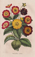 Potentilles Variees - Potentilla Fingerkraut Cinquefoil / Flower Blume Flowers Blumen / Pflanze Planzen Plant - Prenten & Gravure