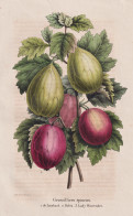 Groseiliers Epineux - De Lombard - Robin - Lady Warrender - Stachelbeere Gooseberry Beere Berry / Obst Fruit / - Stiche & Gravuren