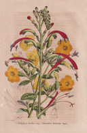 Antholyza Bicolor - Browallia Jamesoni - Chasmanthe / Colombia Kobumbien / Flower Blume Flowers Blumen / Pflan - Estampes & Gravures
