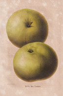 Belle Des Vennes - Pomme Apfel Apple Apples Äpfel / Obst Fruit / Pomologie Pomology / Pflanze Planzen Plant P - Estampas & Grabados