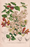 Eugenia Luma Berg - Aeschynanthus Tricolor - Chile / Lipstick Plant Borneo / Flower Blume Flowers Blumen / Pfl - Estampes & Gravures