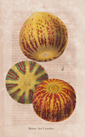 Melons Des Canaries - Melone Melonen Melons / Canaries Kanarische Inseln / Obst Fruit / Pomologie Pomology / P - Prints & Engravings