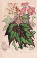 Begonia Laciniata - Sabbatia Campestris - Bangladesh Bangladesch / Meadow Pink Sabatia / North America Nordame - Stiche & Gravuren