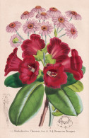 Rhododendron Thomsoni - Doronicum Bourgaei Rhododendron Rhododendrum Rhododendren / Canary Islands Kanarische - Prints & Engravings