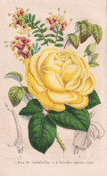 Rose The Isabelle Grey - Grevillea Alpestris Meisn. - Rosea / Neuseeland New Zealand / Pflanze Planzen Plant P - Prenten & Gravure