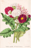 Varietes Nouvelles De Primula Sinensis - Primel Primrose / Pflanze Planzen Plant Plants / Flower Flowers Blume - Estampas & Grabados