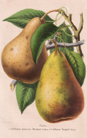 Poires - Calebasse Princesse Marianne - Calebasse Tougard - Poire Pear Birne Pear Tree Birnenbaum / Obst Fruit - Prints & Engravings