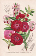 Pecher A Fleurs De Camellia - Burtonia Scabra - Pêche Pfirsich Peach Peaches Nectarines / Camellia Kamelie / - Estampes & Gravures