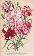 Oeillets De Verviers - Landnelke Carnation Clove Pink / Pflanze Planzen Plant Plants / Flower Flowers Blume Bl - Estampes & Gravures