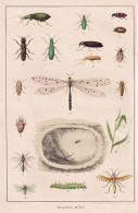 Insectes Utiles - Käfer Raupe Mücken Libelle Beetle Caterpillar Mosquito Dragonfly / Insekten Insekt Insects - Prints & Engravings