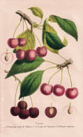 Cerises - Kirschen Cherry Cherries / Obst Fruit / Pomologie Pomology / Pflanze Planzen Plant Plants / Botanica - Stiche & Gravuren