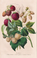 Framboise - Himbeere Raspberry Himbeeren / Obst Fruit / Pomologie Pomology / Pflanze Planzen Plant Plants / Bo - Stiche & Gravuren