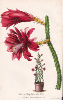 Cereus Flagelliformis Haw. - Cactus Kakteen Kaktus / Mexiko Mexico / Pflanze Planzen Plant Plants / Flower Flo - Prints & Engravings
