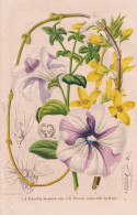Forsythia Suspensa - Petunia Inimitable Hybride - China / Petunias Petunien / Pflanze Planzen Plant Plants / F - Estampas & Grabados