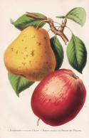 Bergamotte Creassane D'hiver - Pomme Ananas Ou Pomme Des Princes - Poire Pear Birne Pear Tree Birnenbaum / Apf - Stiche & Gravuren