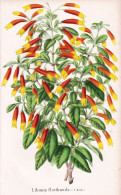 Libonia Floribunda - Justicia Floribunda Brazilian Fuchsia / Brazil Brasil Brasilien / Pflanze Planzen Plant P - Prenten & Gravure