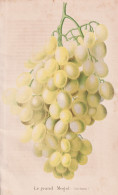 Le Grand Mogol - Wein Wine Grapes Weintrauben Trauben / Obst Fruit / Pflanze Planzen Plant Plants / Flower Flo - Prenten & Gravure