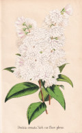 Deutzia Crenata Sieb. Var. Flore Pleno - Japan / Pflanze Planzen Plant Plants / Flower Flowers Blume Blumen / - Prints & Engravings