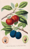 Belle De Schoenberg - Prune Hative Bleue - Pflaume Zwetschge Mirabelle Plum Plums/ Obst Fruit / Pomologie Pomo - Stampe & Incisioni