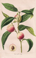 Avant-peche Rouge - Pêche Pfirsich Peach Peaches Nectarines / Obst Fruit / Pomologie Pomology / Pflanze Planz - Estampas & Grabados