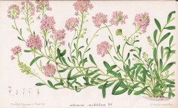 Aethionema Corydifolium DC. - Steintäschel Lebanon / Pflanze Planzen Plant Plants / Flower Flowers Blume Blum - Stampe & Incisioni