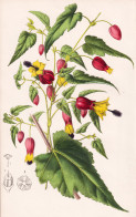 Abutilon Vexillarium - Malve Mallow / Indien India / Pflanze Planzen Plant Plants / Flower Flowers Blume Blume - Stampe & Incisioni