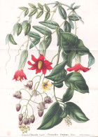 Mulisia-Clematis - Pionandra-fragrans - Clematis Klematis Waldrebe Waldreben / Pflanze Planzen Plant Plants / - Estampes & Gravures