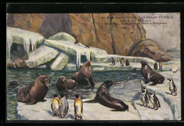 AK Bassin Für Walrosse, Seelöwen Und Brillenpinguine, Carl Hagenbeck's Tierpark, Stellingen-Hamburg  - Andere & Zonder Classificatie