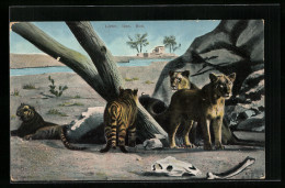 AK Junge Tiger Und Löwen An Einem Felsen In Karger Landschaft  - Tigri