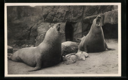 AK Altona-Stellingen, Hagenbeck`s Tierpark, Brüllende See-Elefanten  - Andere & Zonder Classificatie